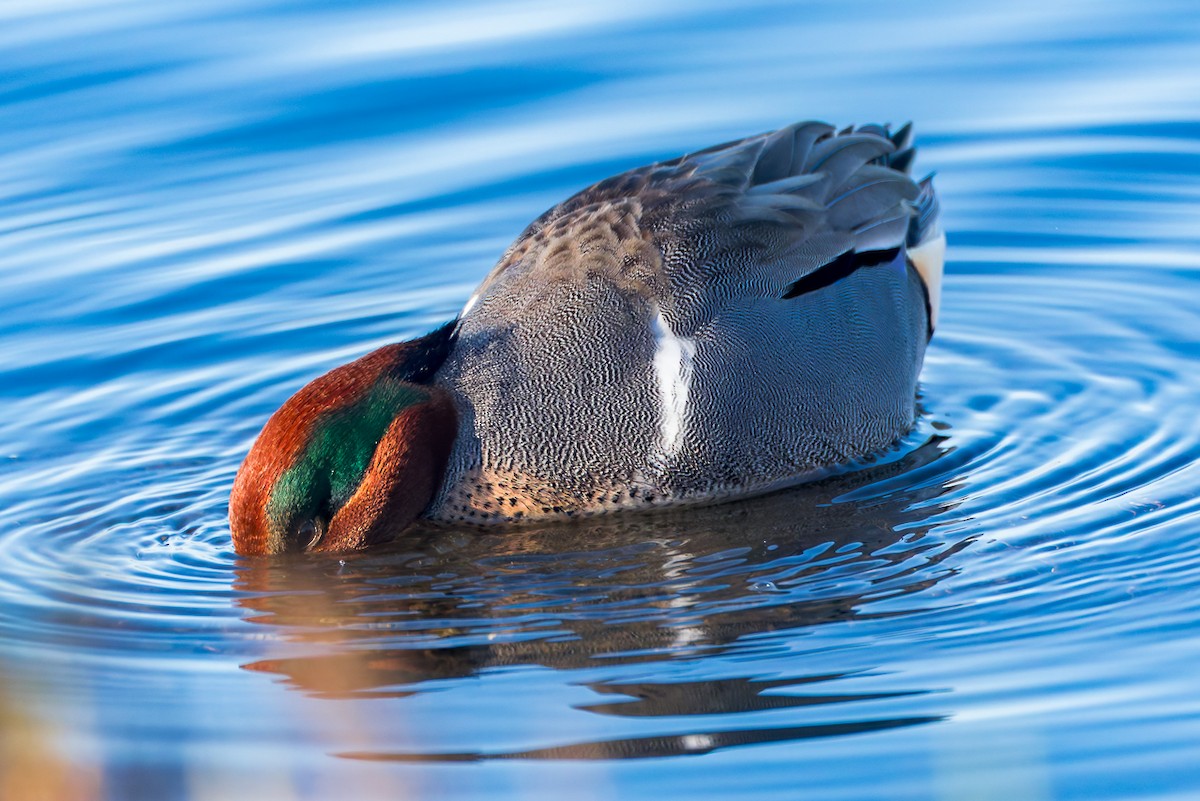 Green-winged Teal - ML646678509