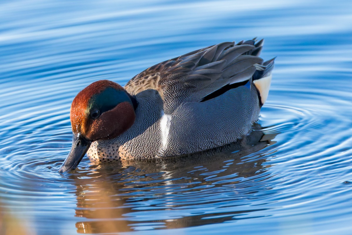 Green-winged Teal - ML646678510