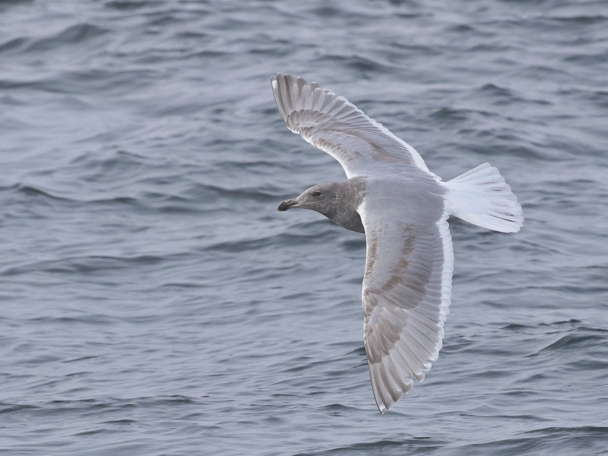 Goéland à ailes grises - ML646678513