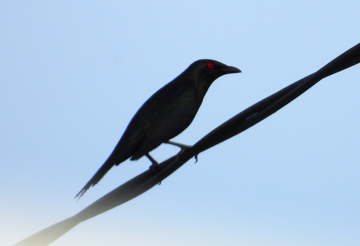 Metallic Starling - ML646678514