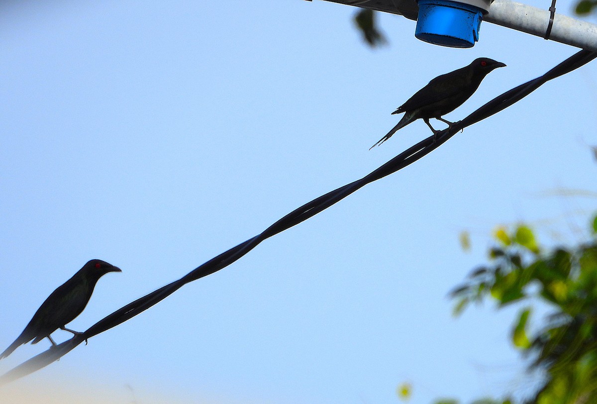 Metallic Starling - ML646678515