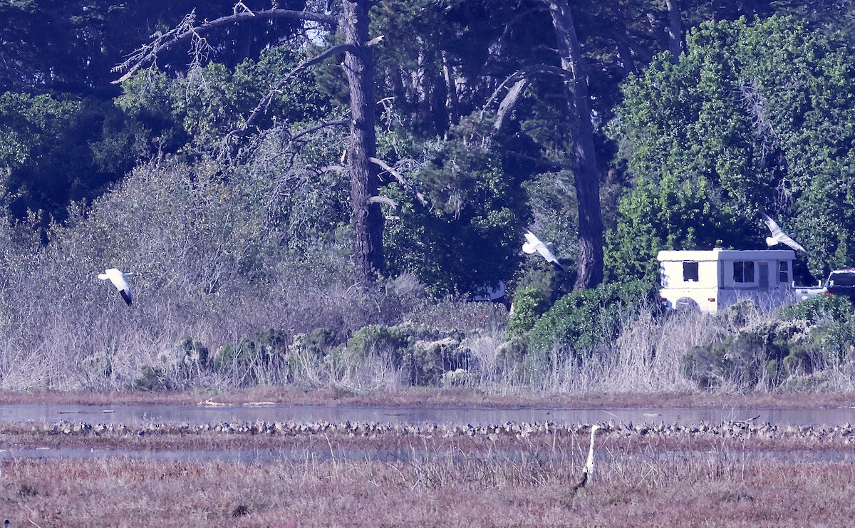 Schneegans - ML646678516