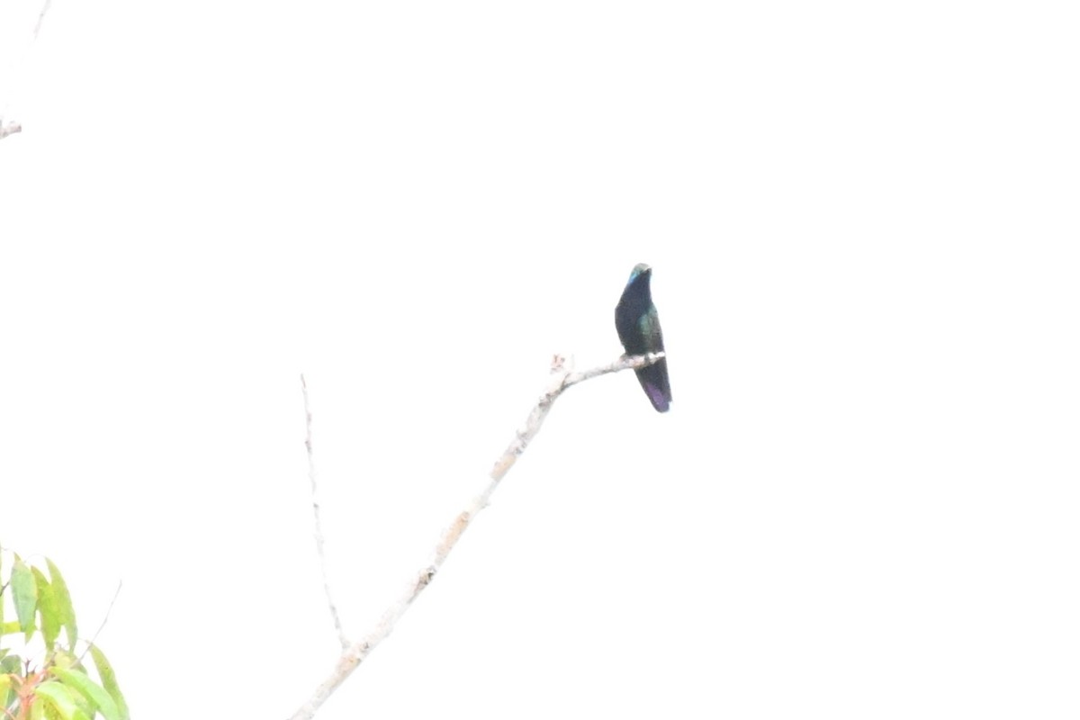 Black-throated Mango - ML646678517