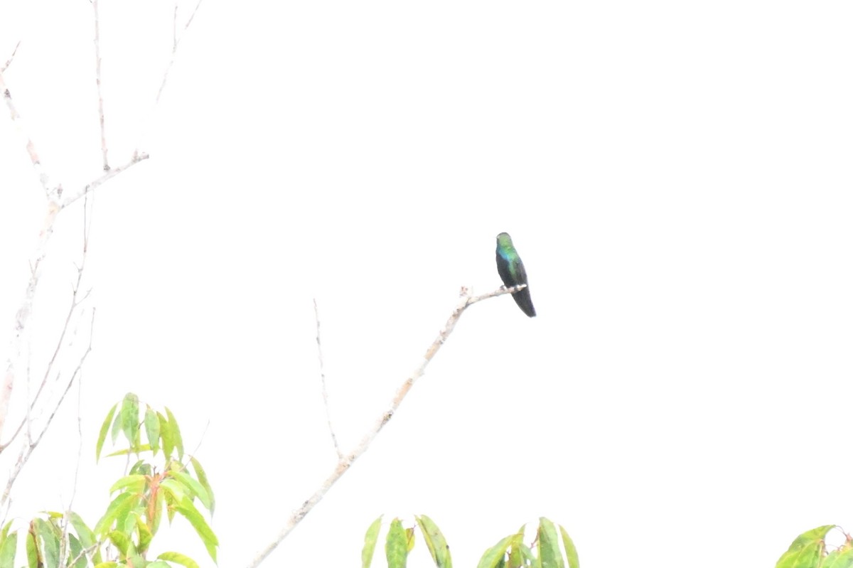 Black-throated Mango - ML646678519