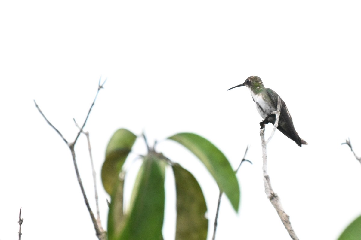 Black-throated Mango - ML646678520