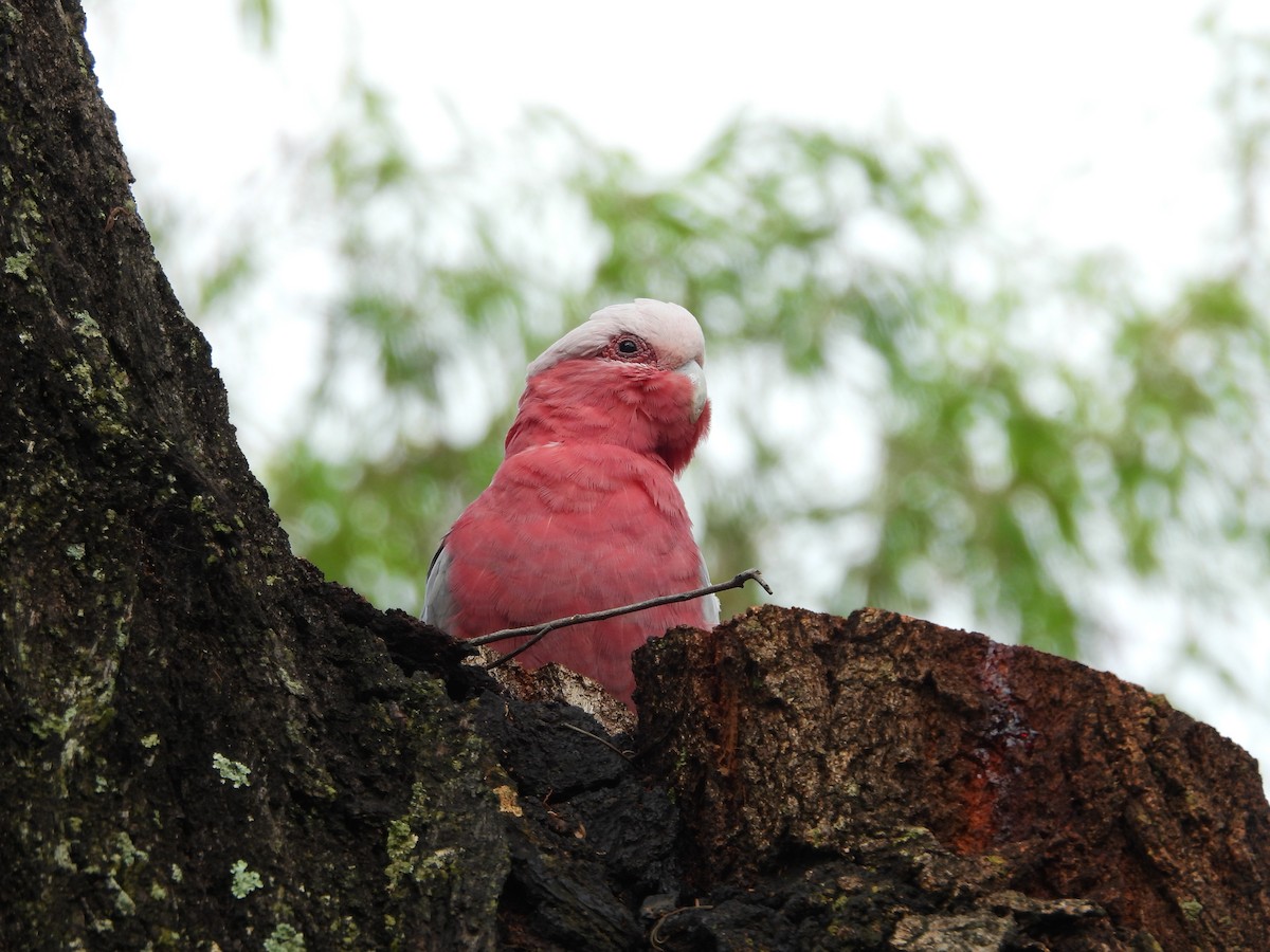 kakadu růžový - ML646678521