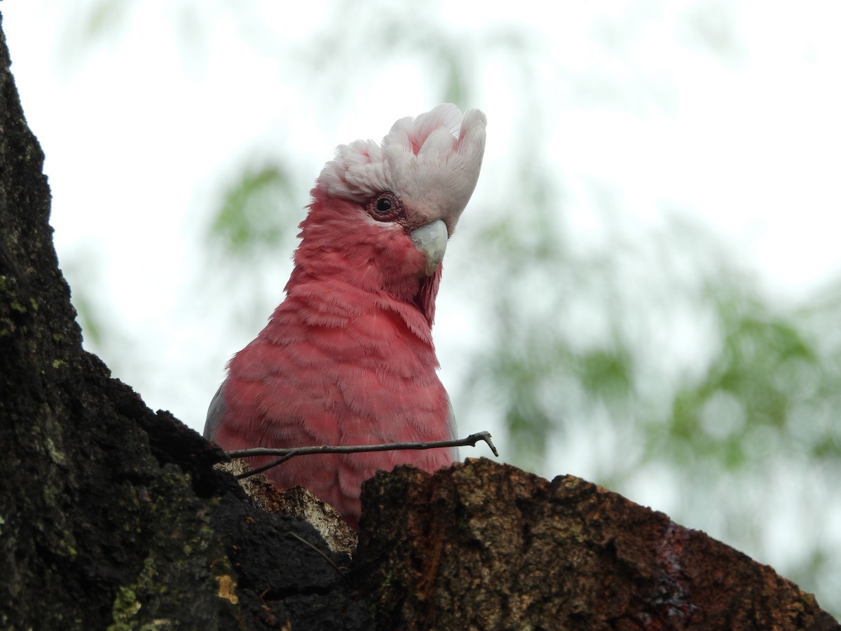 kakadu růžový - ML646678522