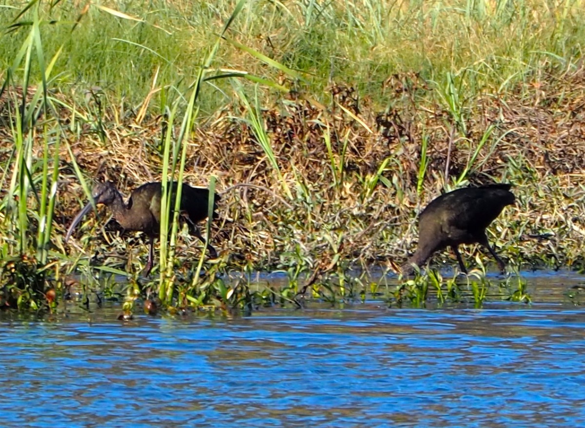 Beltzaran musuzuria - ML646678524