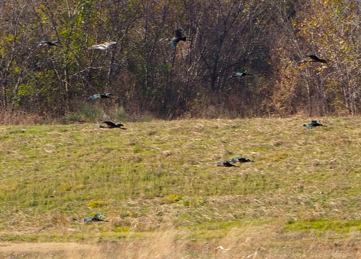 Beltzaran musuzuria - ML646678525