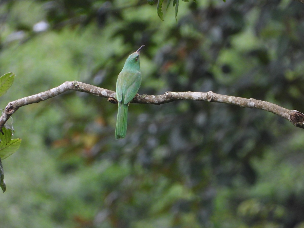 Бджолоїдка велика - ML646678533