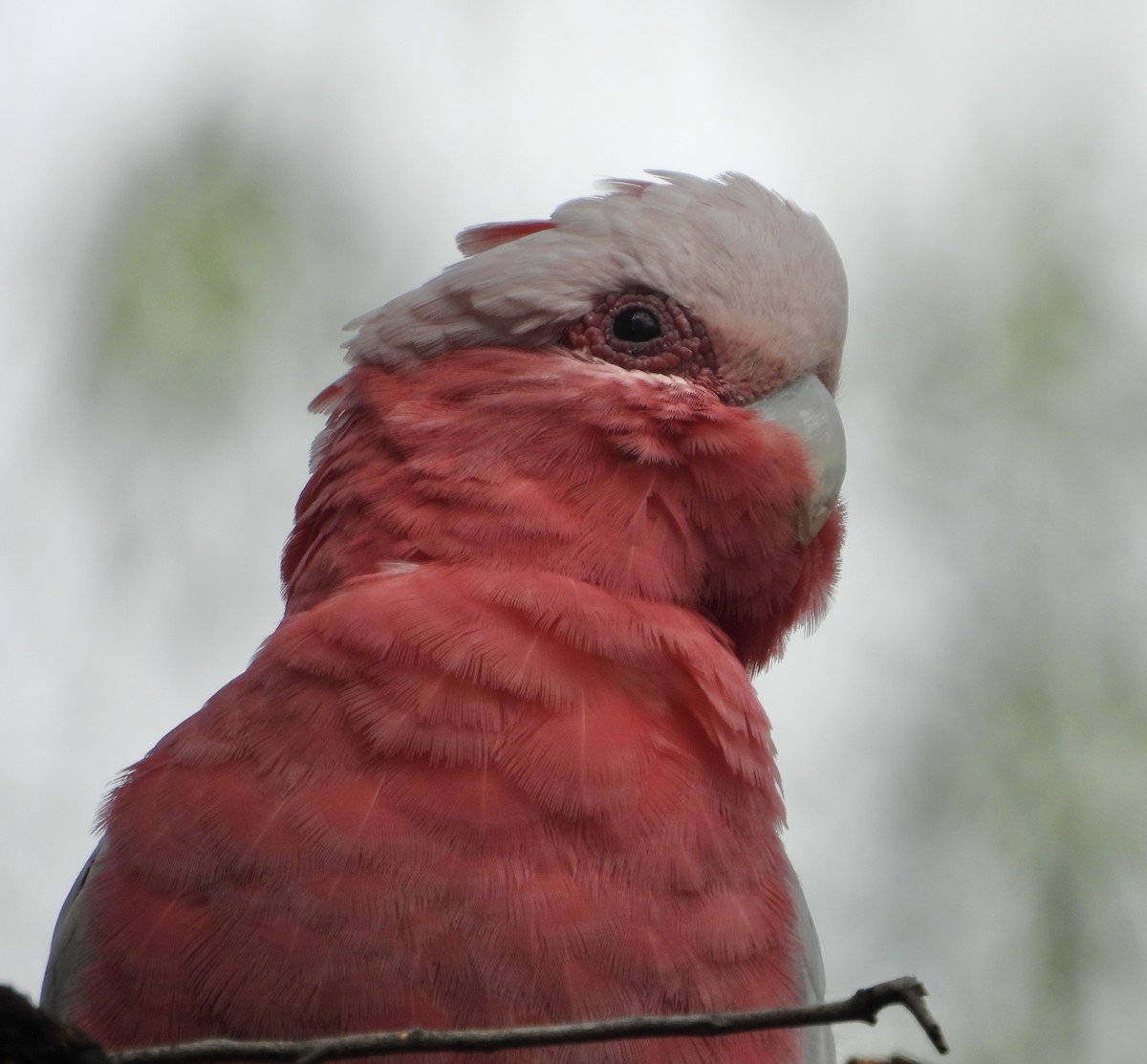 kakadu růžový - ML646678535