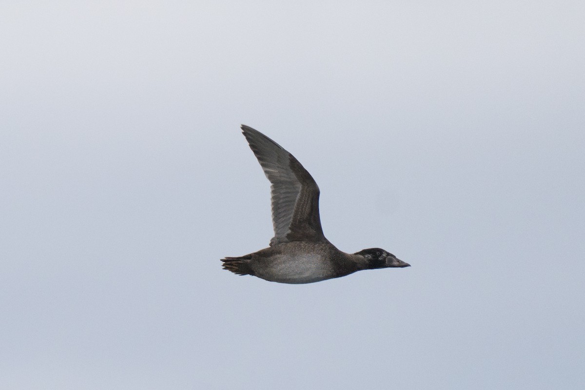 Surf Scoter - ML646678536