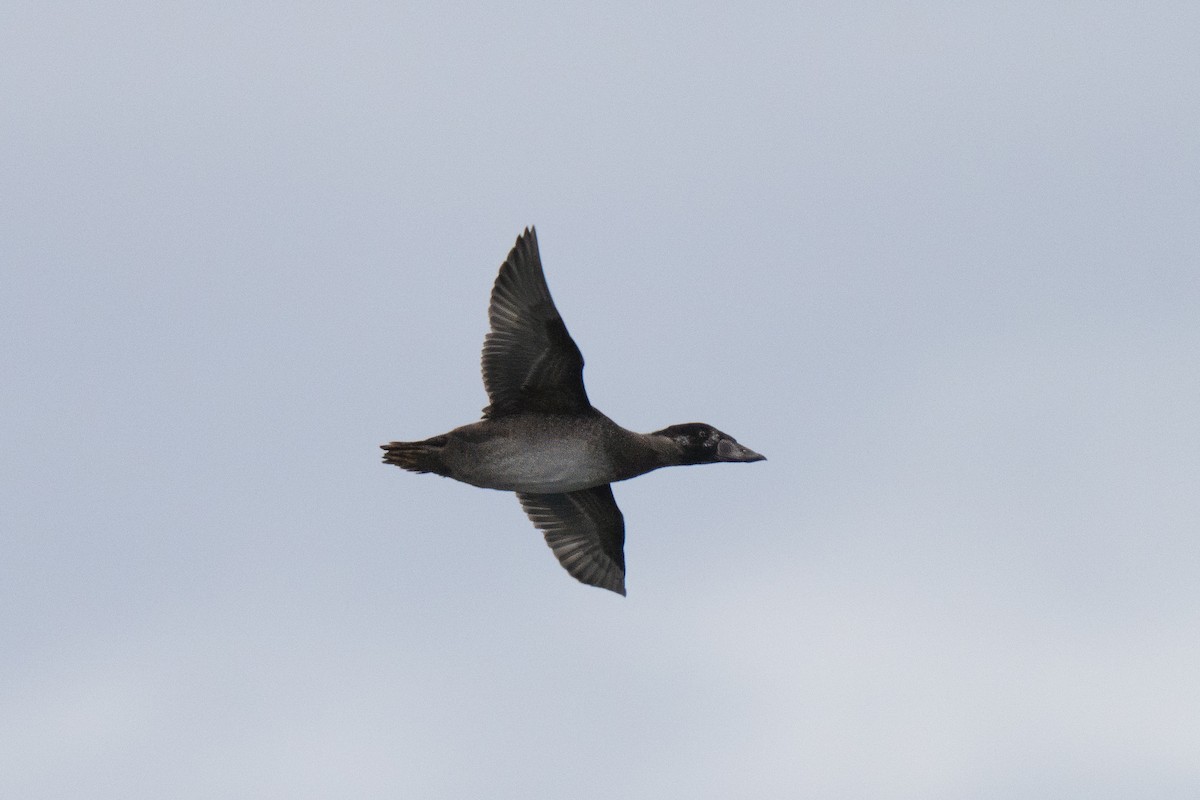 Surf Scoter - ML646678537