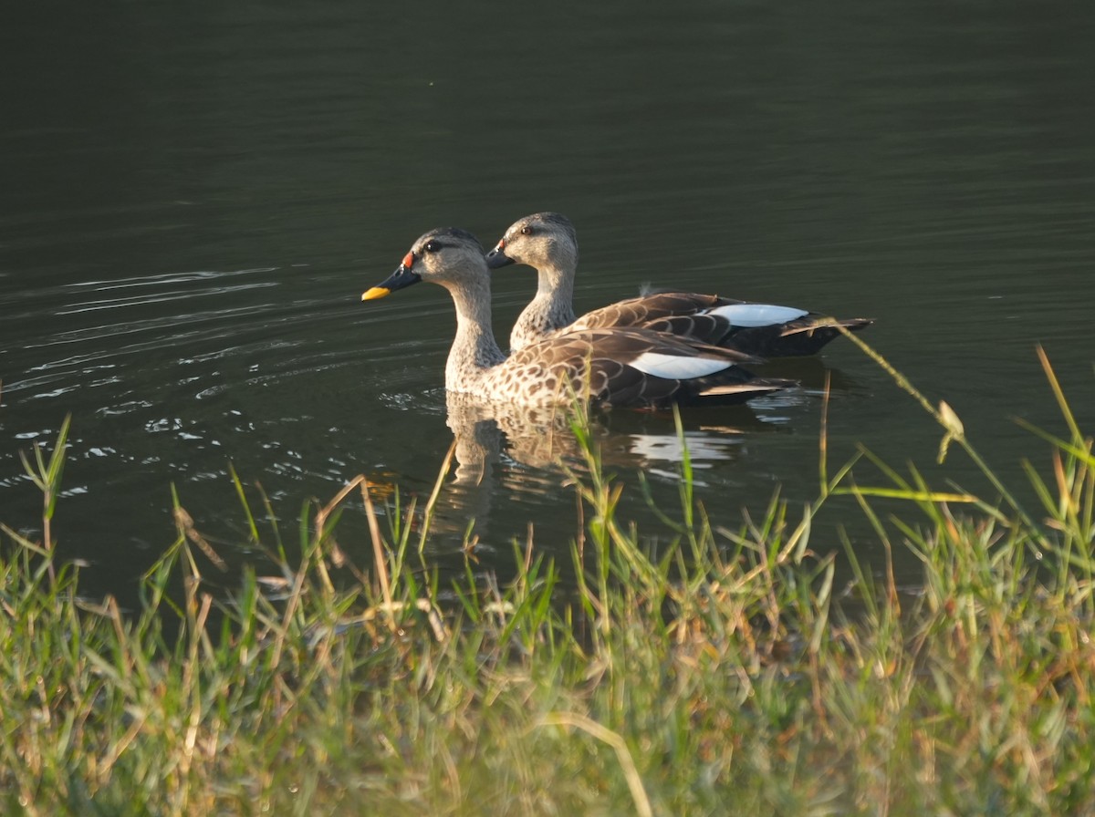 Пестроносая кряква - ML646678538