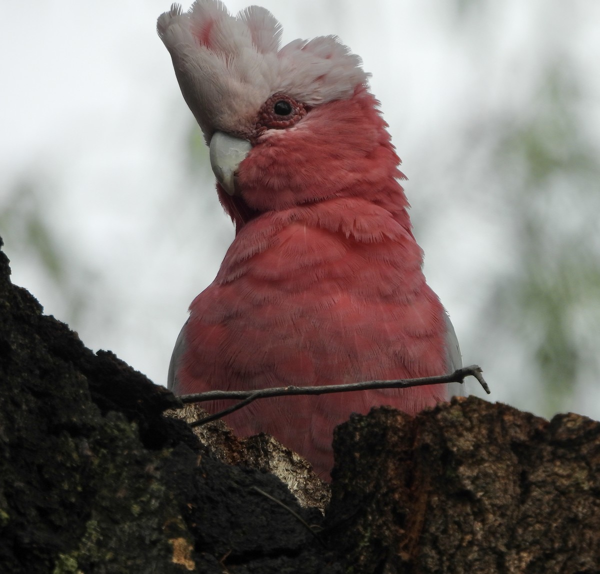 kakadu růžový - ML646678539