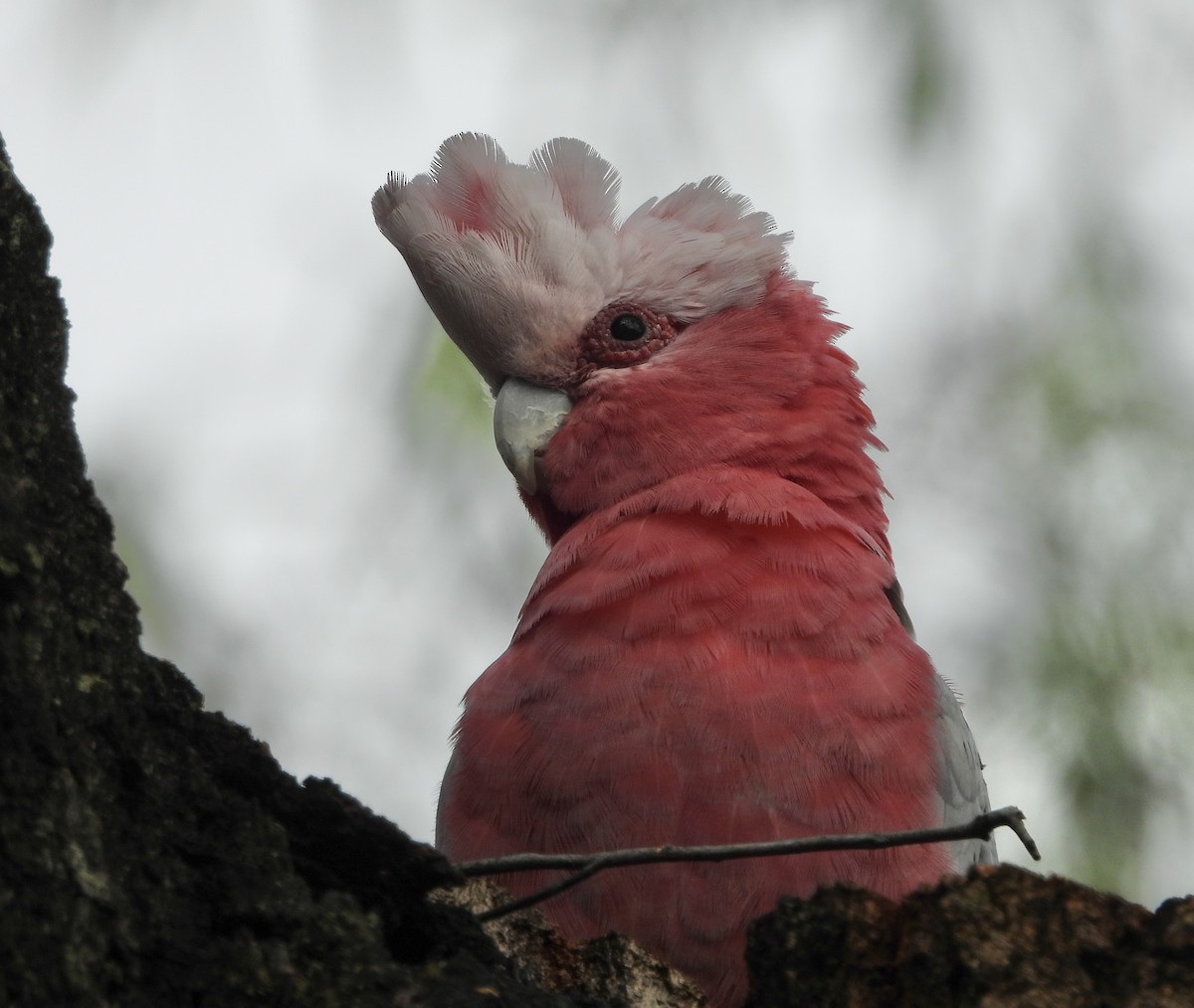 kakadu růžový - ML646678540