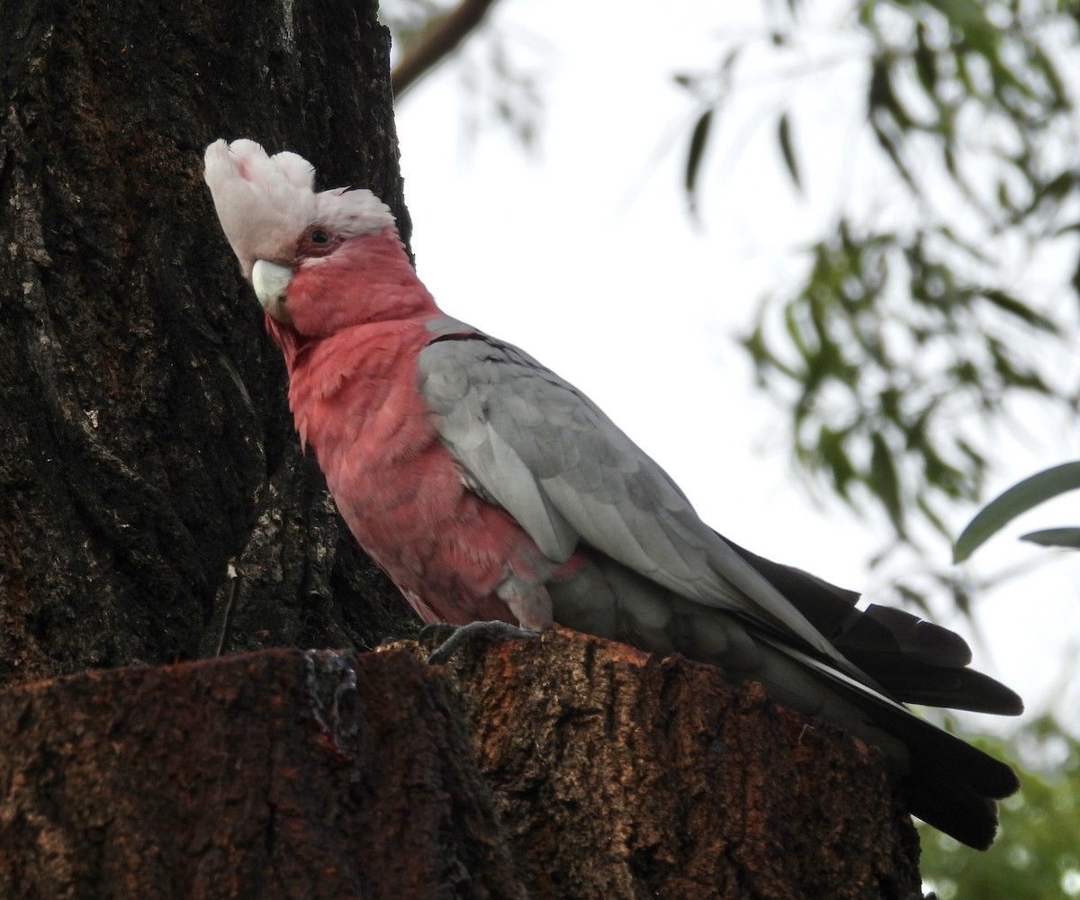 kakadu růžový - ML646678541