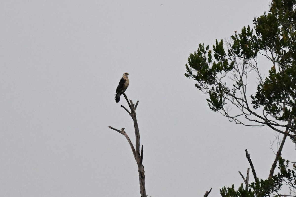 Yellow-headed Caracara - ML646678542