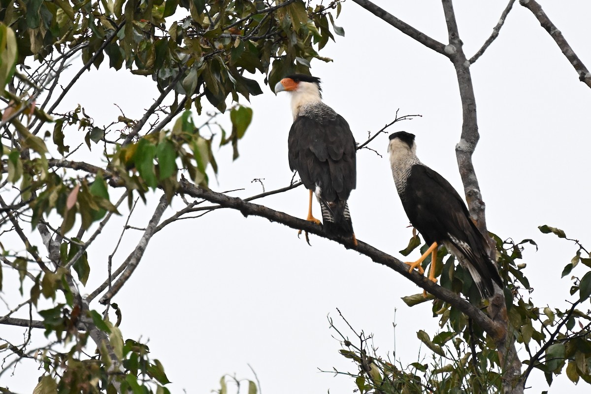 Caracara Carancho (norteño) - ML646678543