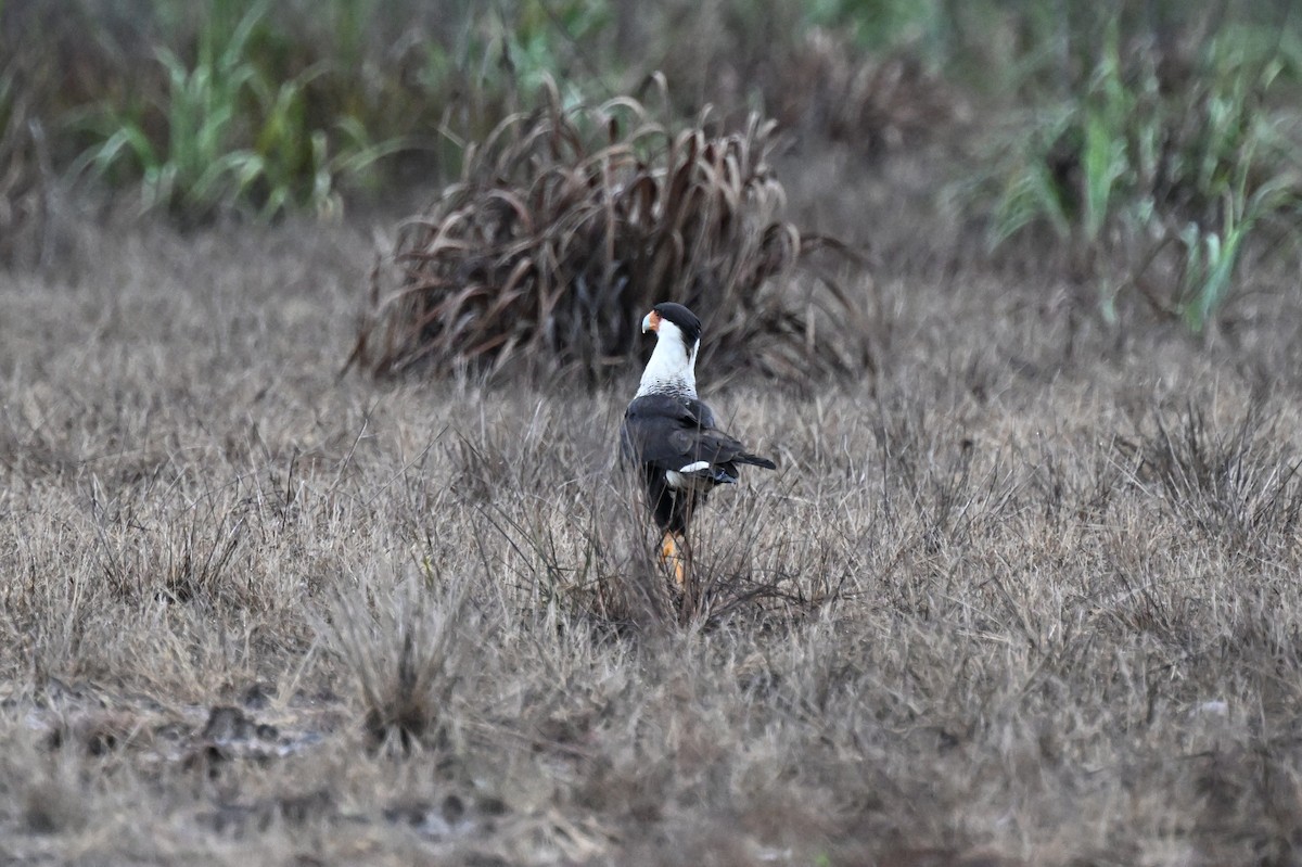 Caracara Carancho (norteño) - ML646678544