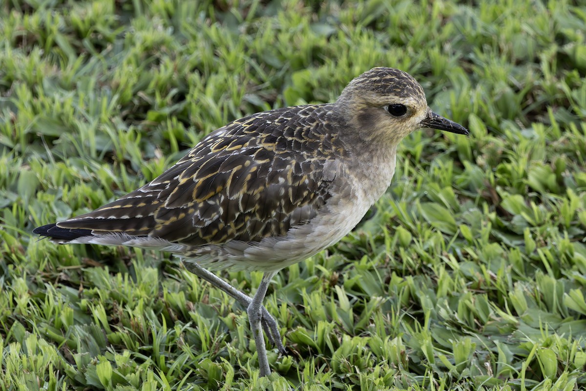 Сивка бурокрила - ML646678545