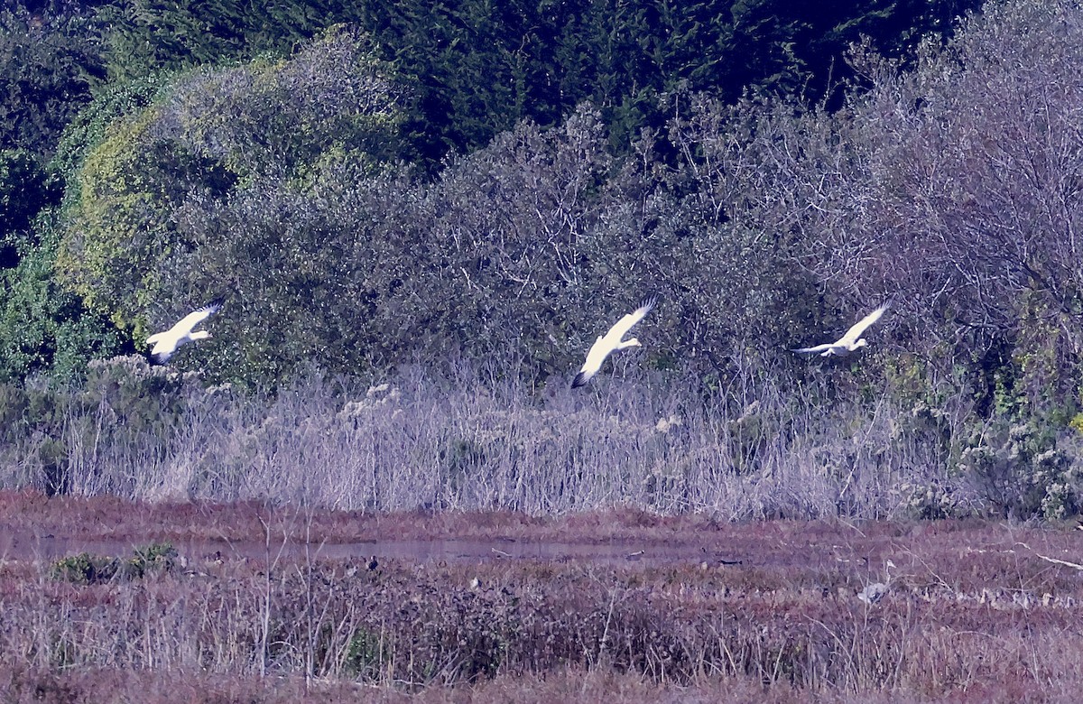 Schneegans - ML646678546