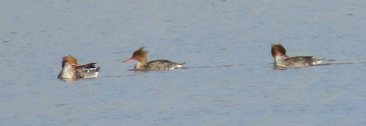 Zerra ertaina - ML646678548