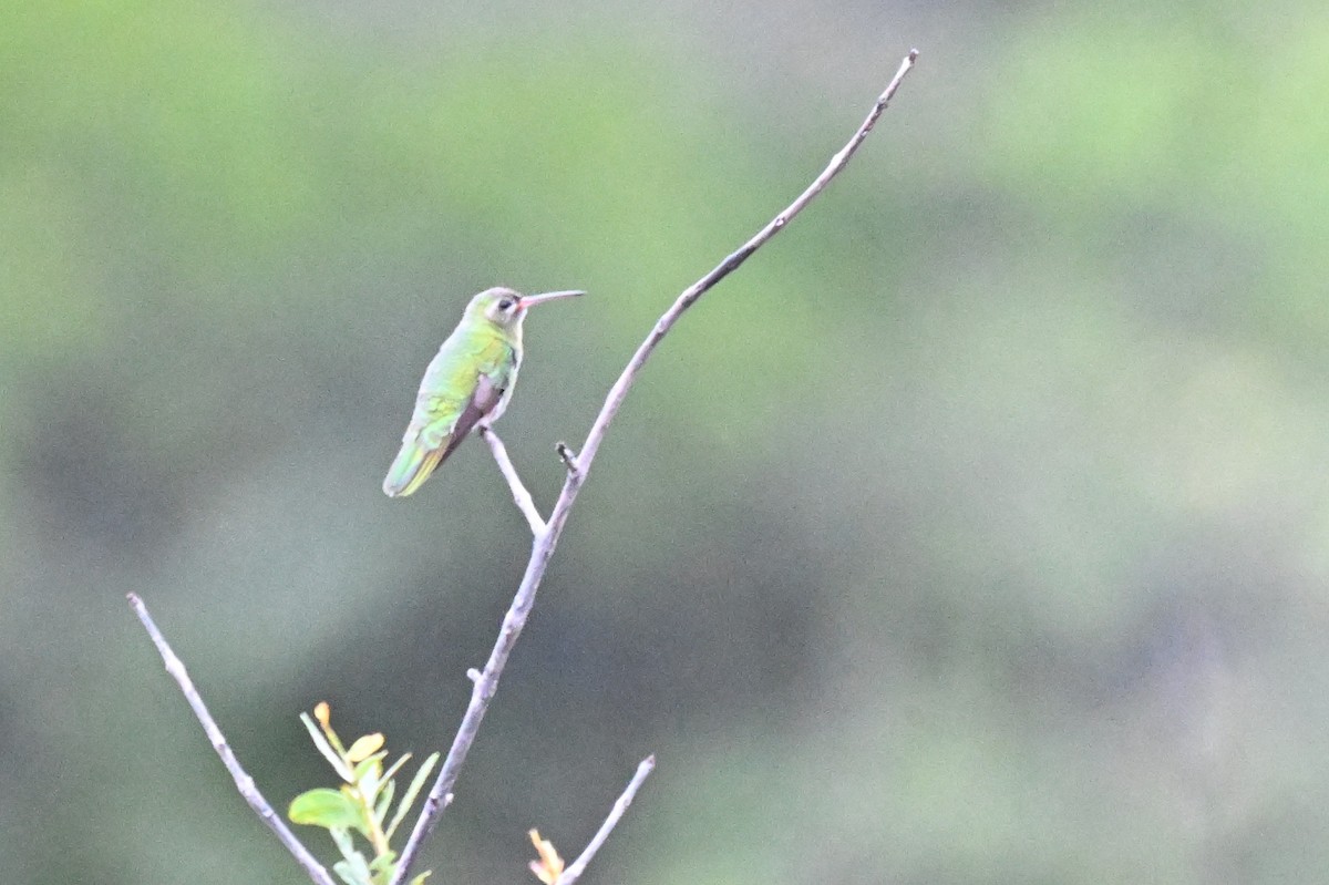 Green-tailed Goldenthroat - ML646678549