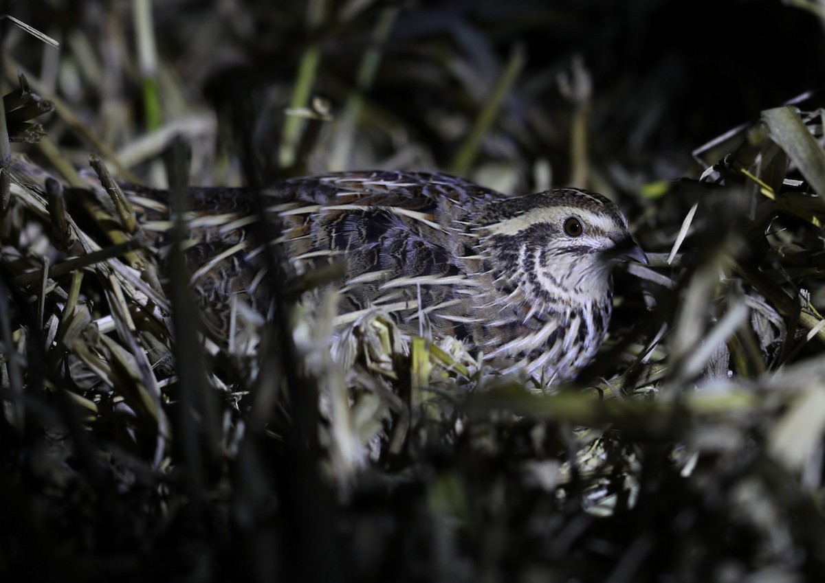 Japanese Quail - ML646678550