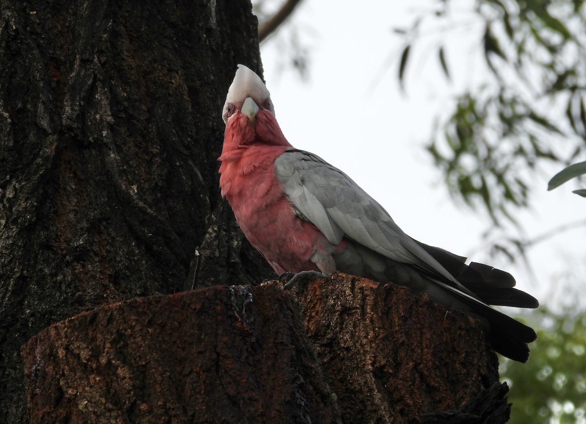 kakadu růžový - ML646678551