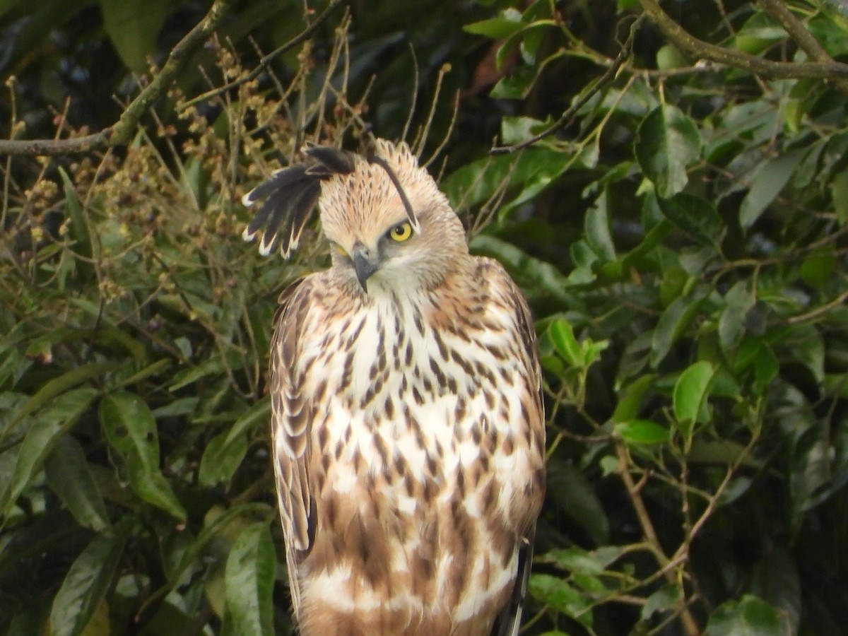 Орел-чубань індійський - ML646678552