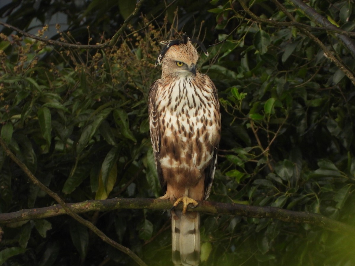 Орел-чубань індійський - ML646678553