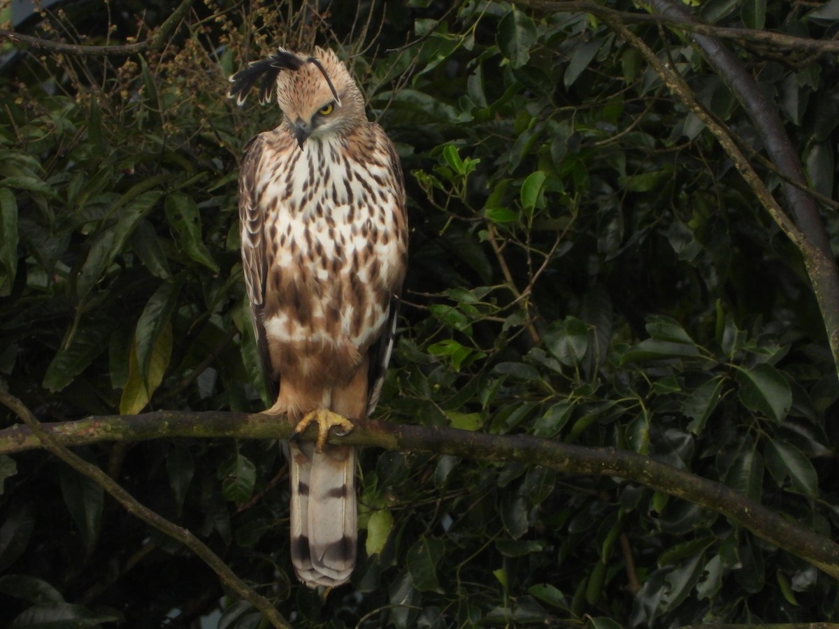 Орел-чубань індійський - ML646678554