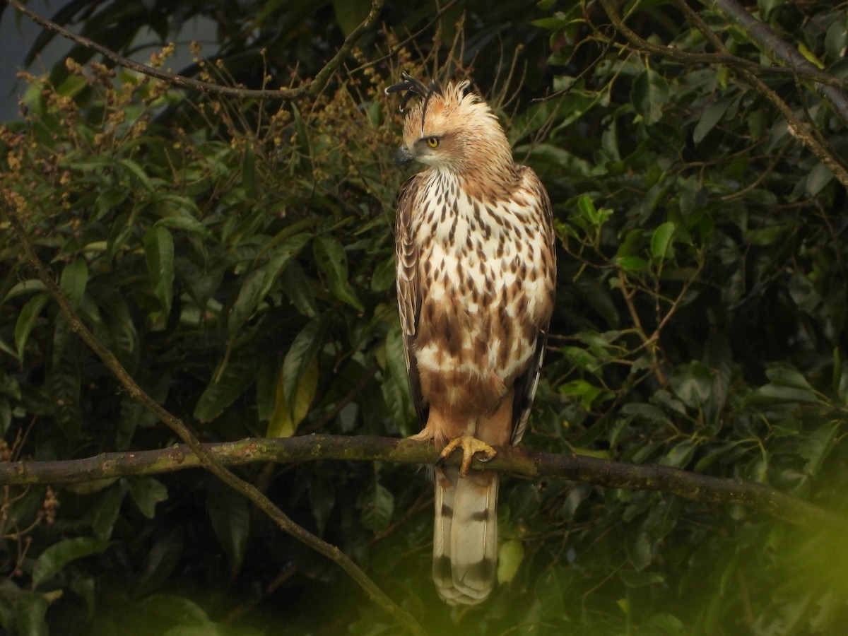 Орел-чубань індійський - ML646678555