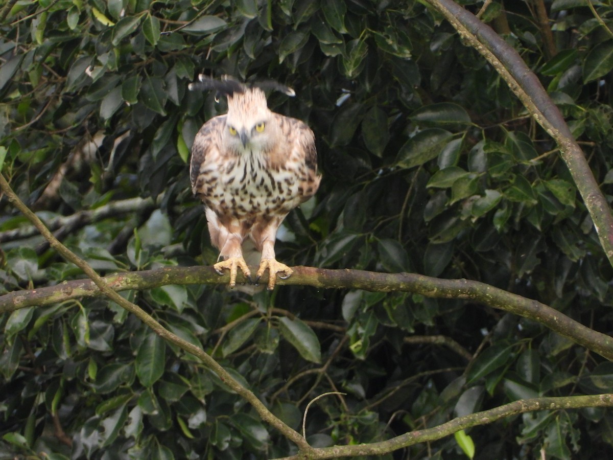 Орел-чубань індійський - ML646678556