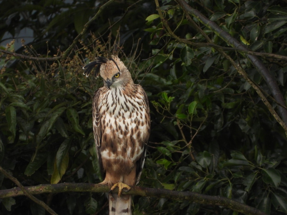Орел-чубань індійський - ML646678557