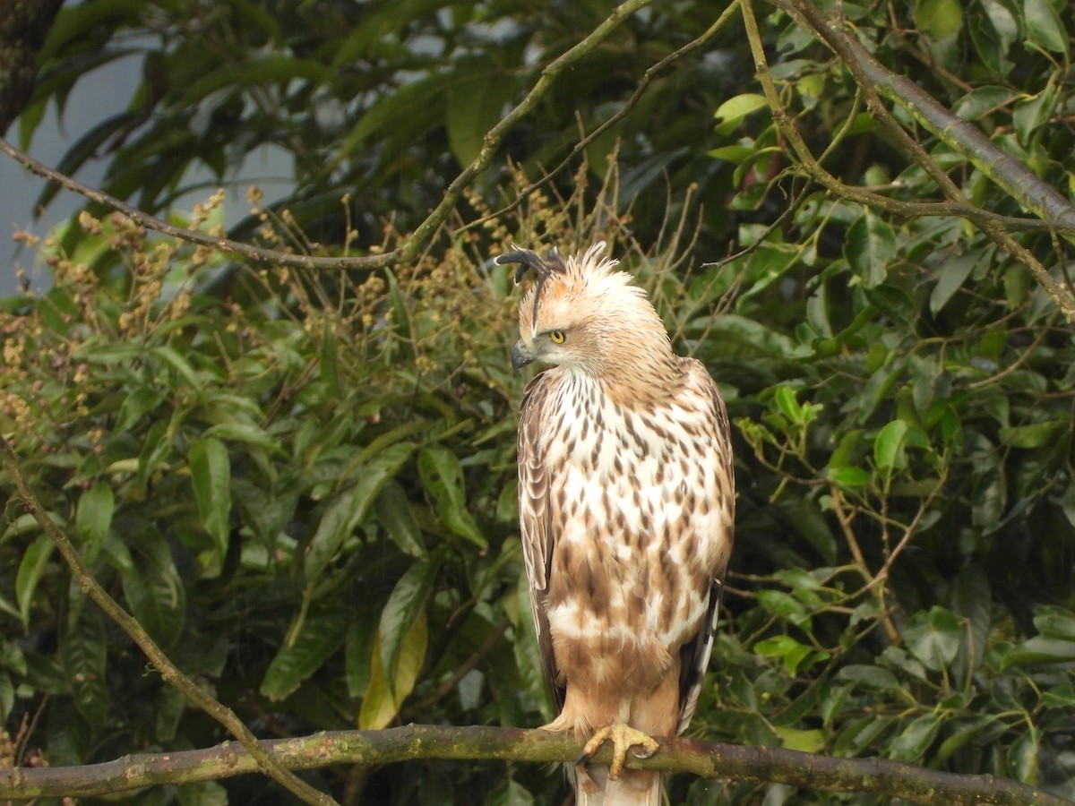 Орел-чубань індійський - ML646678558