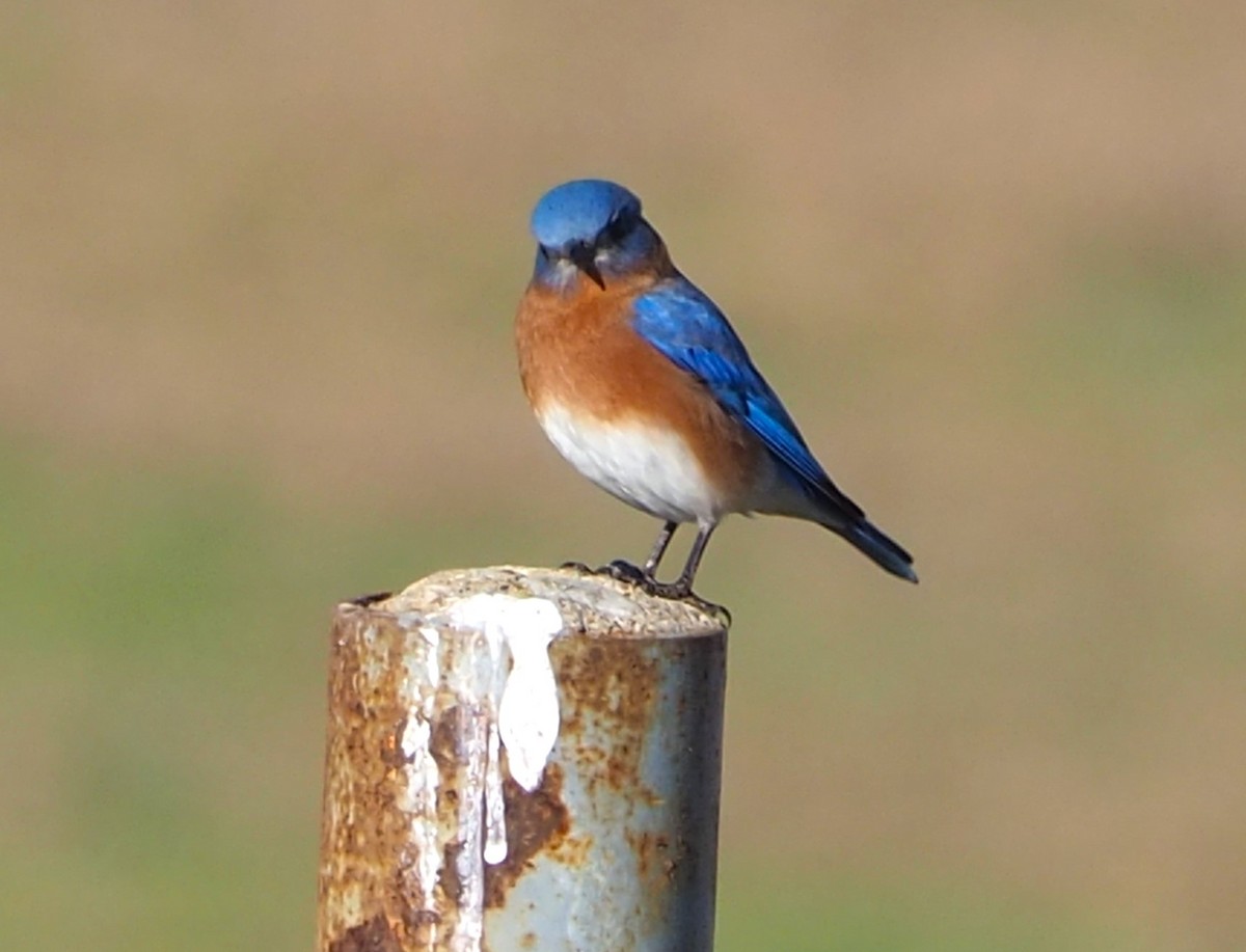 Блакитник східний - ML646678559