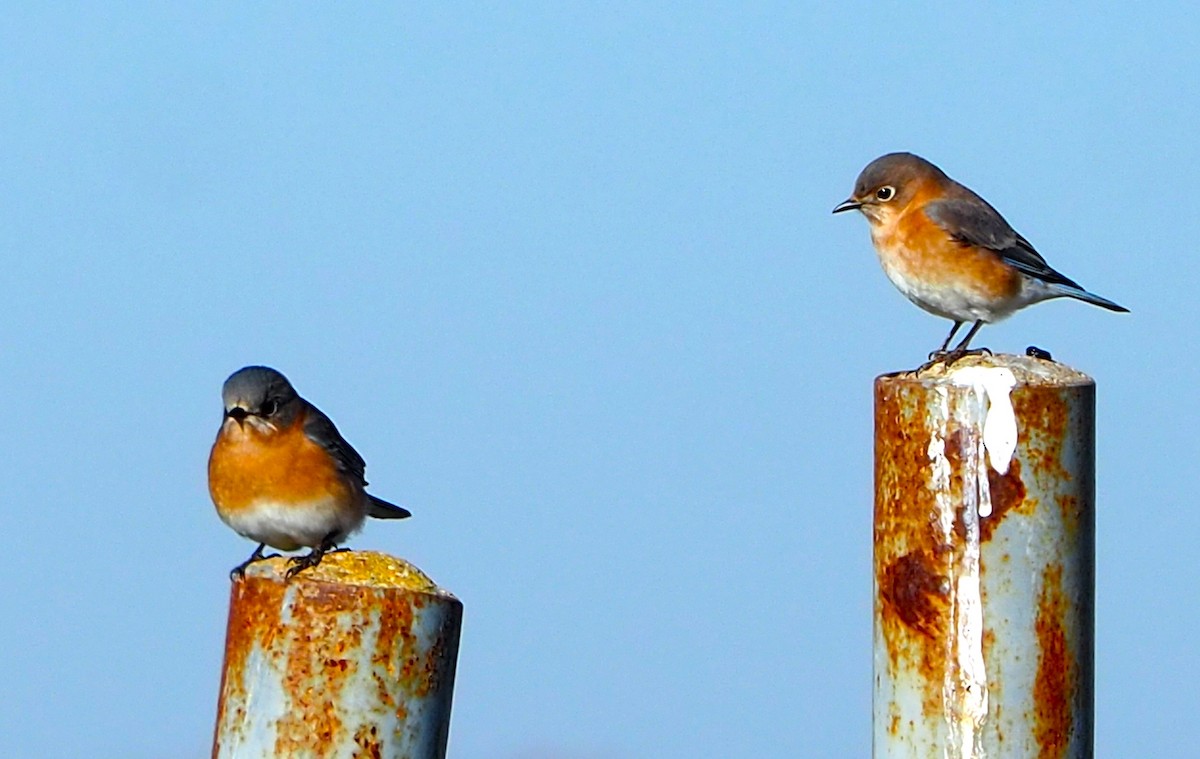 Блакитник східний - ML646678560