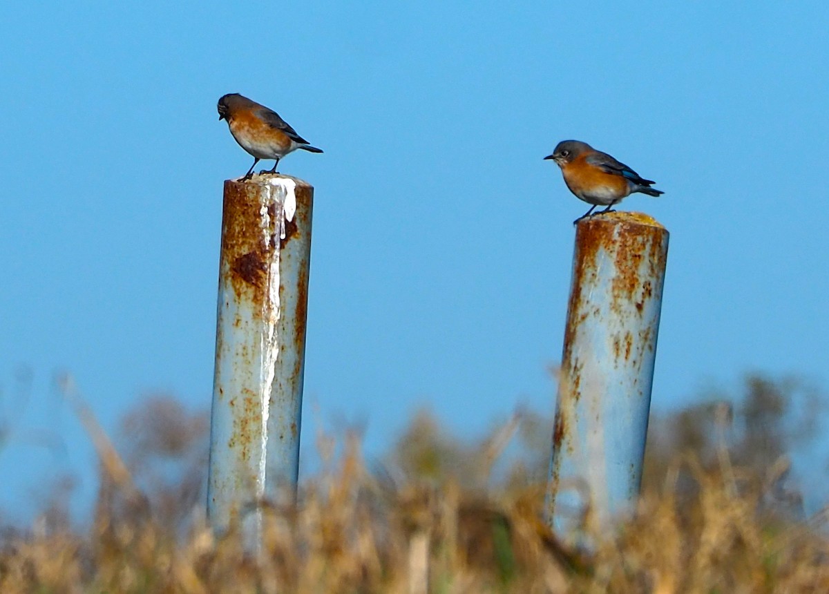 Блакитник східний - ML646678561