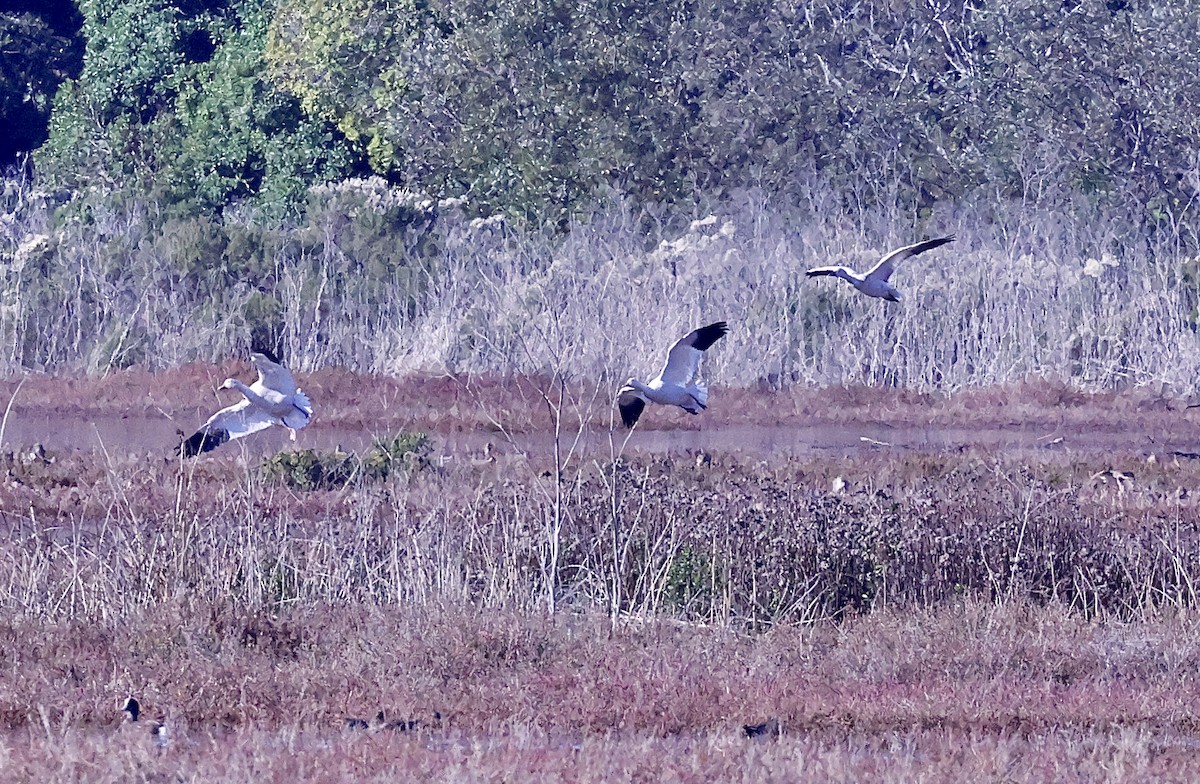 Schneegans - ML646678562