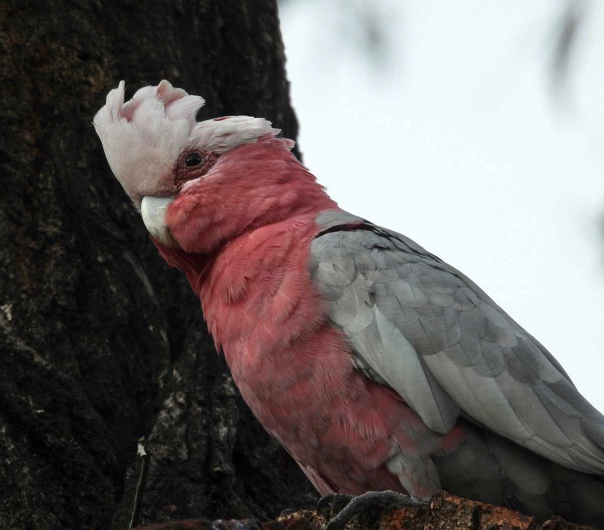 kakadu růžový - ML646678563