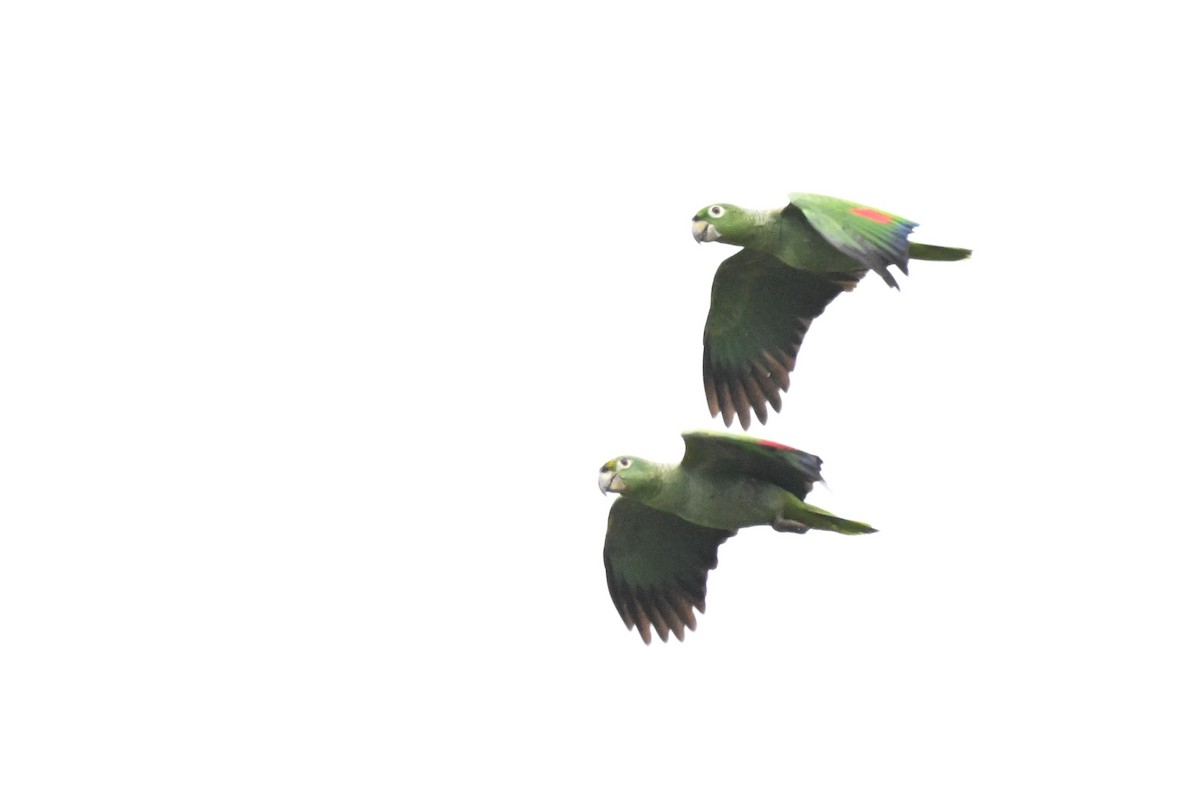 Mealy Amazon - ML646678564