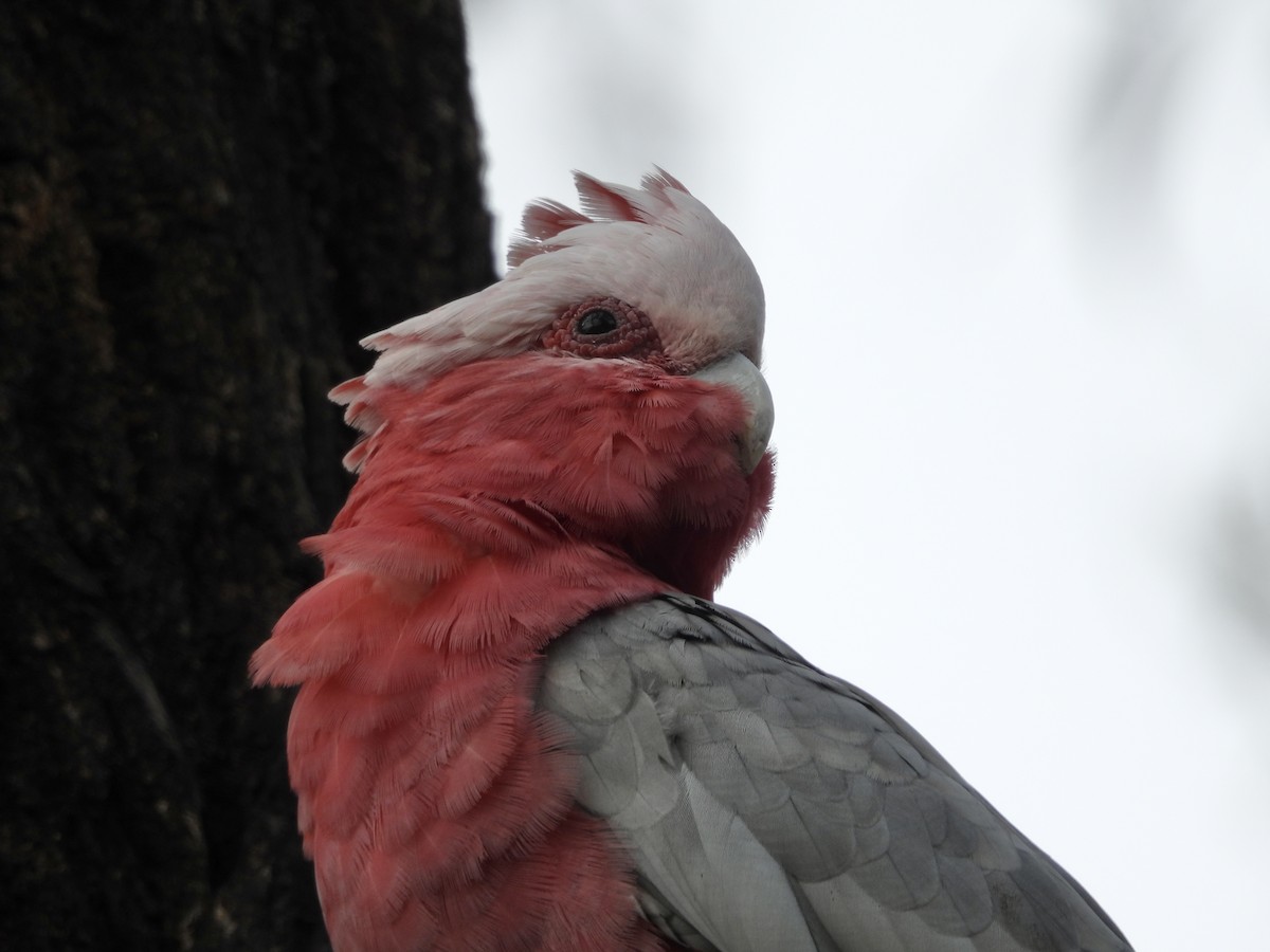 kakadu růžový - ML646678565