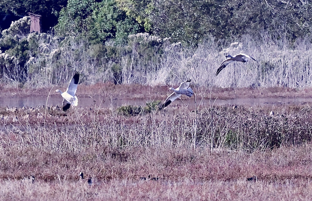 Schneegans - ML646678566