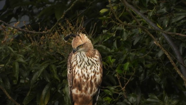 Aigle huppé - ML646678567