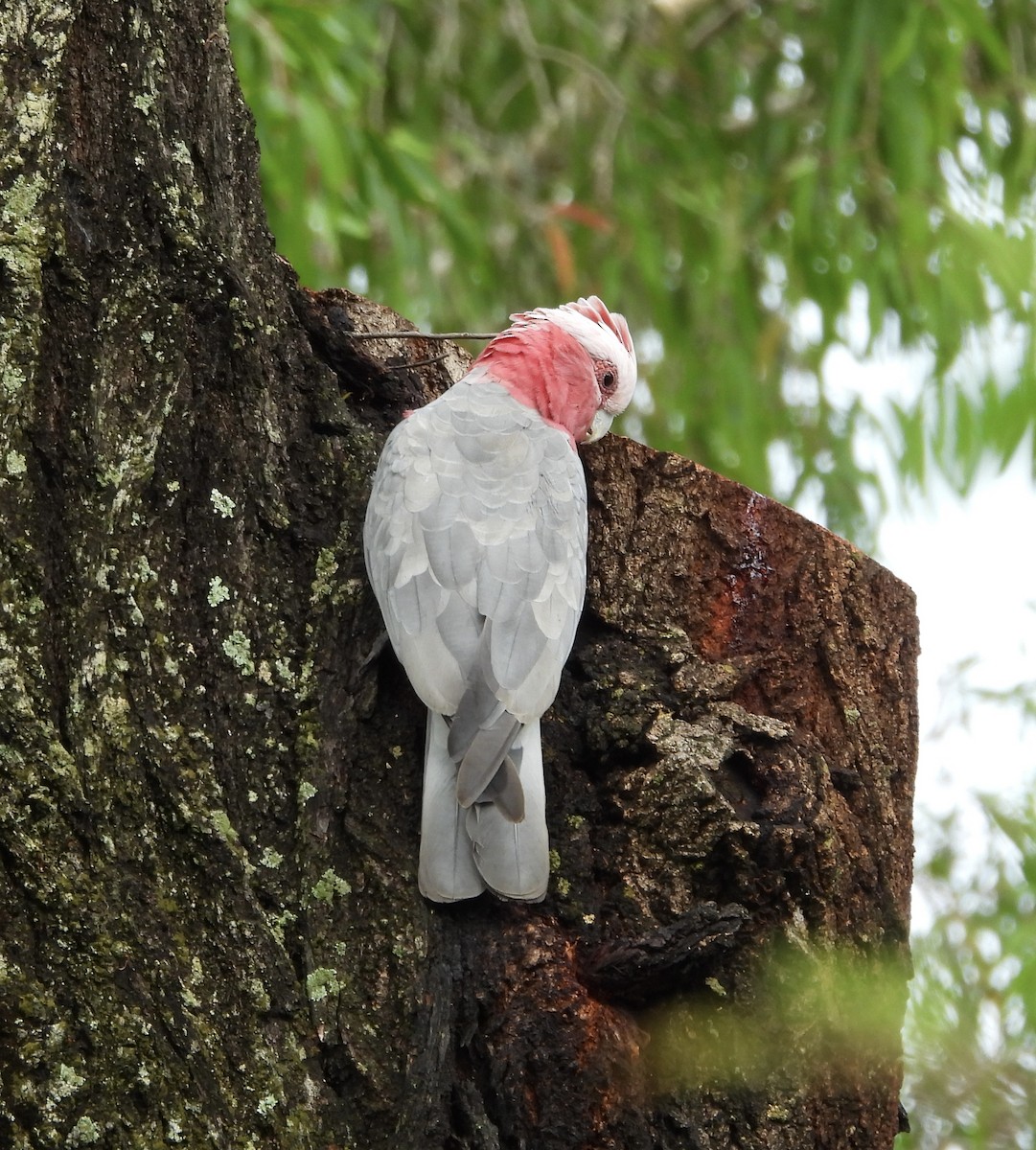 kakadu růžový - ML646678568