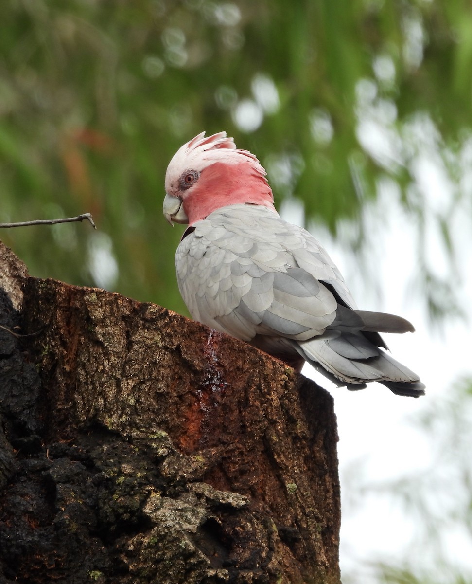 kakadu růžový - ML646678569