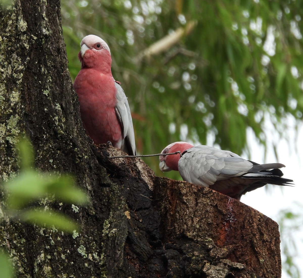 kakadu růžový - ML646678570