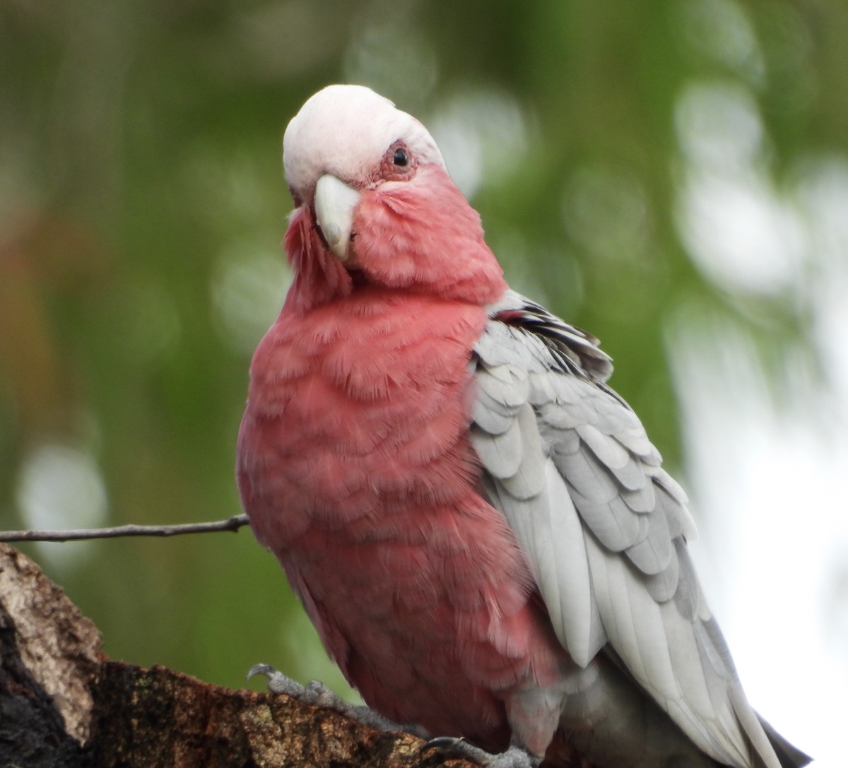 kakadu růžový - ML646678571